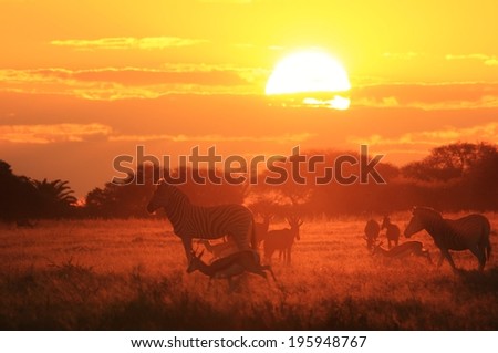 Zebra - Wildlife Background from Africa - Sunset Faded Shadows of beautiful colors in Nature