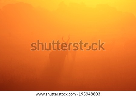 Red Hartebeest - Wildlife Background from Africa - Dust of Golden Nature and Beautiful Shadows