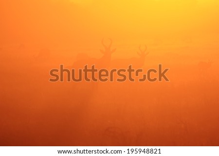 Red Hartebeest - Wildlife Background from Africa - Dust of Golden Nature and Beautiful Shadows