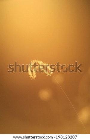 Nature Background - Wild Grass Colors from the Outdoors - Delicate Life