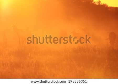 Red Hartebeest - Wildlife Background from Africa - Nature and Her Colors of Golden Dust