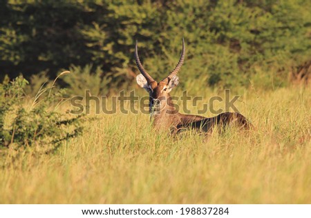 Waterbuck - Wildlife Background from Africa - Powerful stare and Golden grass