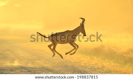 Red Hartebeest - Wildlife Background from Africa - Running Gold and Color