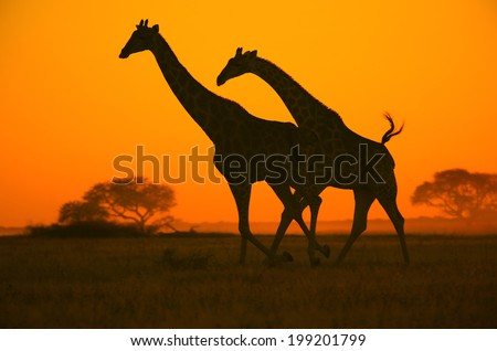 Giraffe Run - Wildlife Background from Africa - Colorful Nature Sunset and Landscape