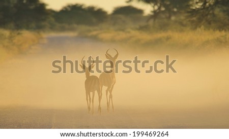 Impala - Wildlife Background from Africa - Stare of Golden Dust and Ram brothers