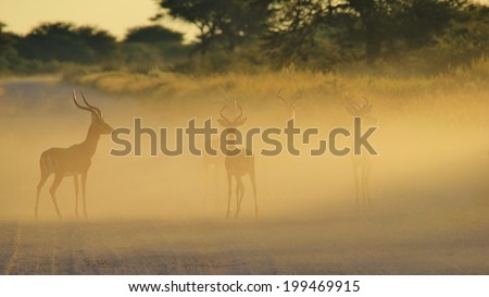 Impala - Wildlife Background from Africa - Faded Beauty from Nature
