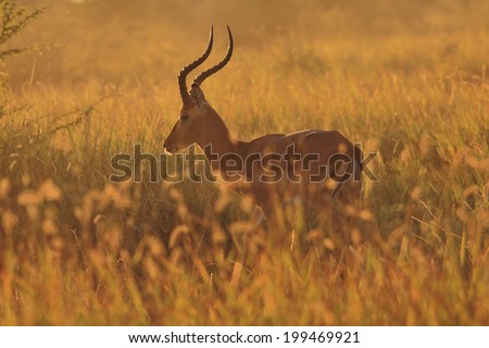 Impala - Wildlife Background from Africa - Golden Pride