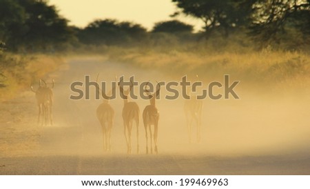 Impala - Wildlife Background from Africa - Symmetry of Dust and Fade