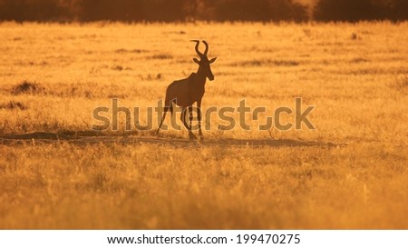 Red Hartebeest - Wildlife Background from Africa - Golden Nature