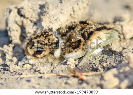 Blacksmith Plover Chick - Wildlife Background from Africa - Baby Animals and Adorable Feathers