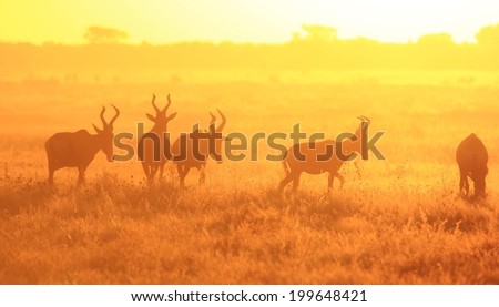 Red Hartebeest - Wildlife Background from Africa - Sunset Gold and Nature Colors