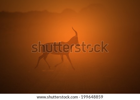 Blesbok - Wildlife Background from Africa - Colorful Nature