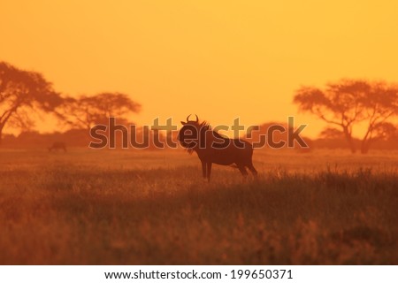 Blue Wildebeest - Wildlife Background from Africa - Glow of Golden Nature