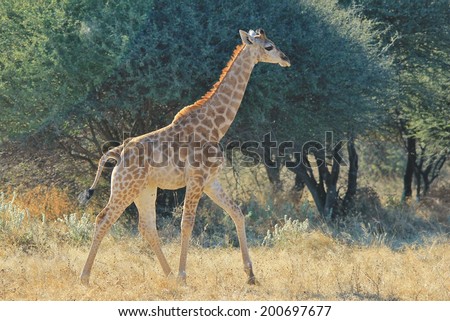 Giraffe - African Wildlife Background - Walk of Color