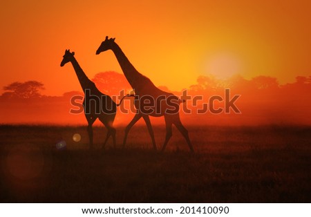 Giraffe - Wildlife Background from Africa - Beautiful Nature and Sunset Wonder of Gold