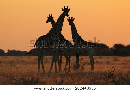 Giraffe - African Wildlife Background - Silhouette and Sunset Gold from Magnificent Nature