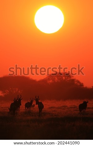 Red Hartebeest - African Wildlife Background - Sunset Gold and Nature Beauty