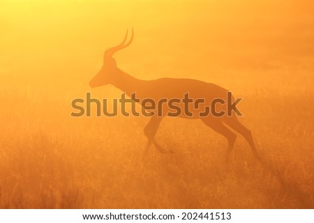 Impala - Wildlife Background from Africa - Loving the Sunset Run
