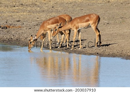 Impala - African Wildlife Background - Pleasure of Water and Quench of Thirst