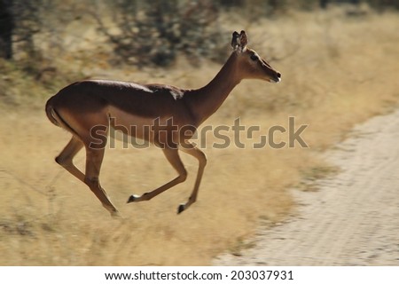 Impala - African Wildlife Background - Speed of Motion and Power of Action