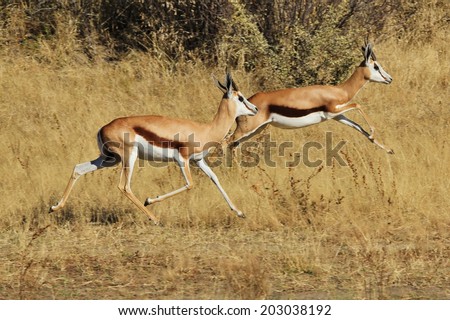 Springbok - African Wildlife Background - Running Life and Instinct of Power