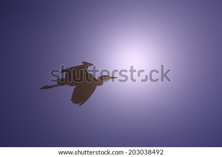 Grey Heron - African Wild Bird Background - Colors of Life and Wonder in Nature