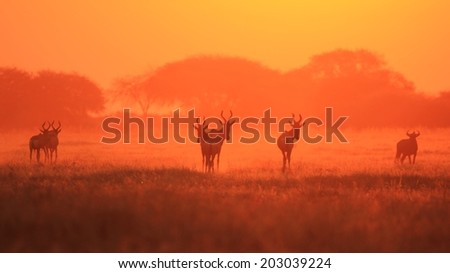Red Hartebeest - African Wildlife Background - Sunset Gold and Life in Nature