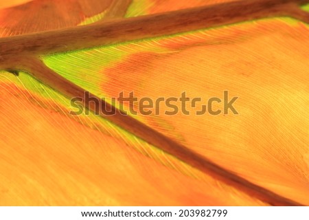 Abstract Leaf - African Plant and Nature Background - Frosted Art in the Outdoors