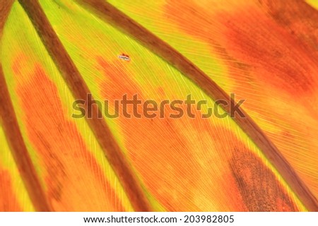 Abstract Leaf - African Plant and Nature Background - Frosted Art in the Outdoors