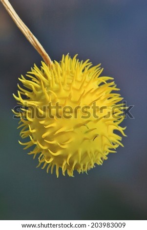 Wild Cucumber - African Plant and Nature Background - Spikes of Yellow