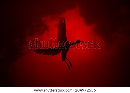 Spoonbill Stork - African Wildlife Background - Wild Bird Freedom of Wing and Spirit