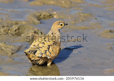 Namaqua Sand-grouse - African Wild Bird Background - Colorful Patterns in Nature