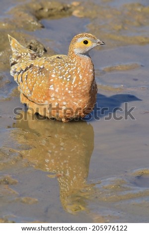 Burchell's Sand-grouse - African Wild Bird Background - Colorful Patterns in Nature