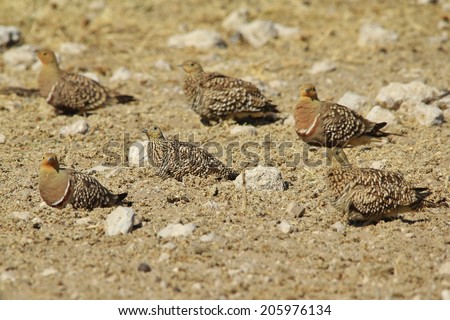 Namaqua Sand-grouse - African Wild Bird Background - Colorful Patterns in Nature
