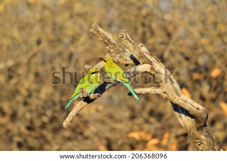 Swallow-tailed Bee Eater - African Wild Bird Background - Beautiful Green and Colorful Nature