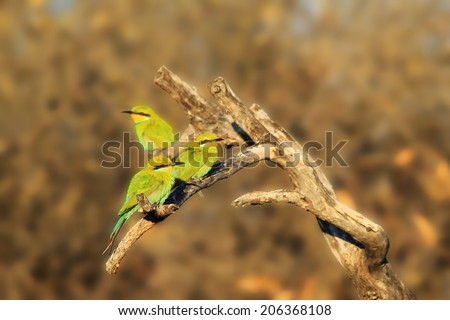 Swallow-tailed Bee Eater - African Wild Bird Background - Beautiful Green and Colorful Nature