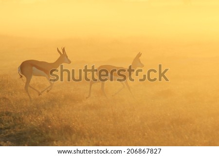 Springbok - African Wildlife Background - Sunset Glow of Gold and Walk of Life