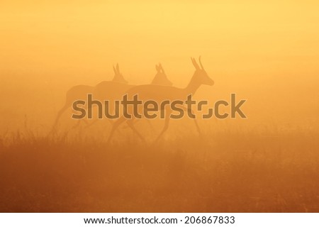 Springbok - African Wildlife Background - Sunset Glow of Gold and Walk of Life
