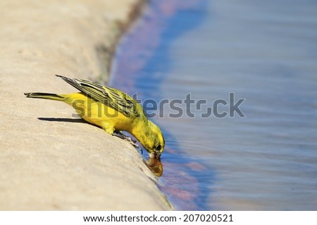 Yellow Canary - African Wild Bird Background - Beautiful Colors of Life