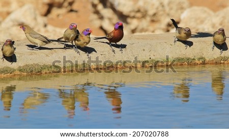 Violet-eared Waxbill - African Wild Bird Background - Beautiful Purples and Reds