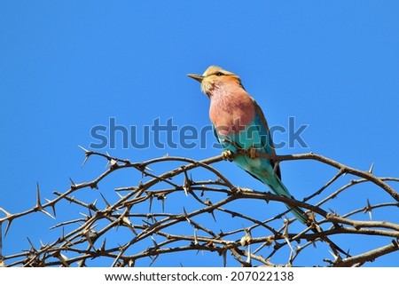 Lilac breasted Roller - African Wild Bird Background - Beautiful Blues and Purple