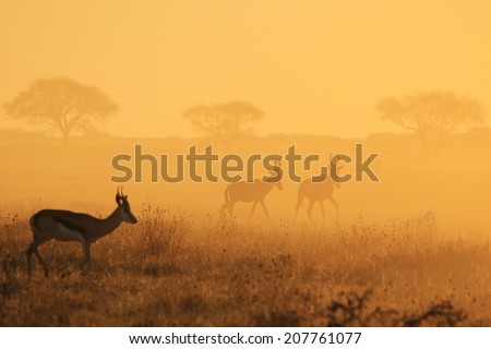 Springbok - African Wildlife Background - Sunset Gold and Silhouettes in Nature