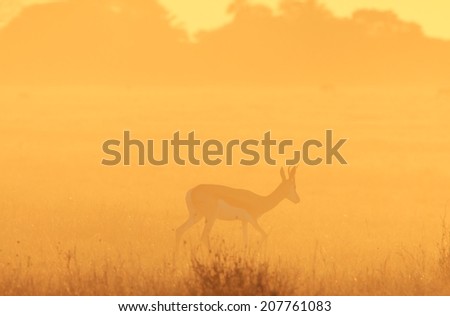 Springbok - African Wildlife Background - Sunset Gold and Silhouettes in Nature