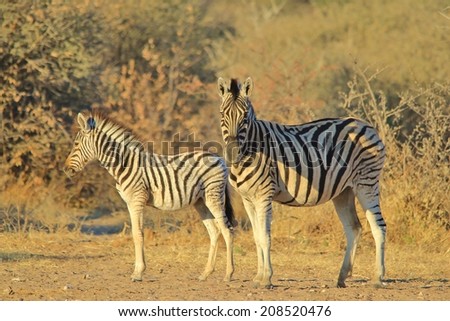 Zebra - Wildlife Background from Africa - Stripes and Contrasts from Nature