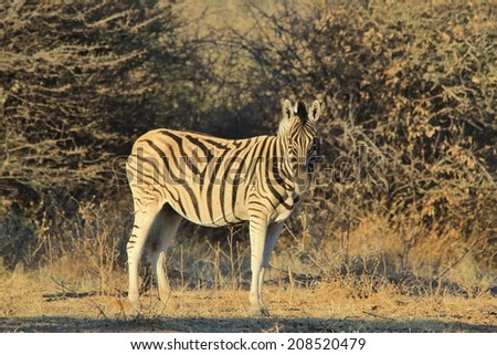 Zebra - Wildlife Background from Africa - Stripes and Contrasts from Nature