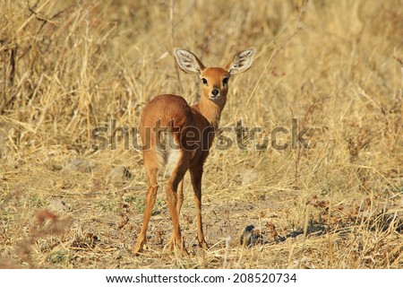 Steenbok - Wildlife Background from Africa - Shy and Elusive Beauty in Nature