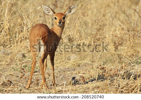 Steenbok - Wildlife Background from Africa - Shy and Elusive Beauty in Nature