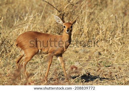 Steenbok - Wildlife Background from Africa - Beautiful Shy and Curious Antelope
