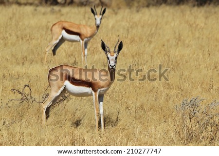 Springbok - Wildlife Background from Africa - Posture and Markings from Nature