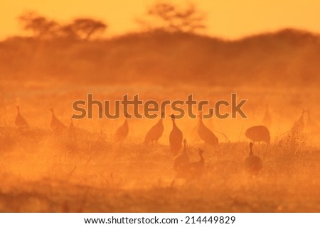 Guinea Fowl - African Wild Bird Background - Sunset Silhouettes of a flock